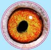 明輝76號14年冬新竹縣竹虹競翔協會六關綜合六位全會3424羽殘474羽