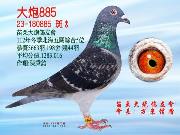 23年冬北海五䦧綜合5位全會5663羽殘44羽。