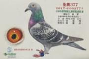 2017年羅秉北海競翔全興支會綜合冠軍，