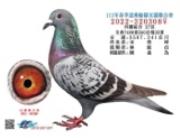 宜蘭聯合會四関综合27位全會7488羽殘32羽。